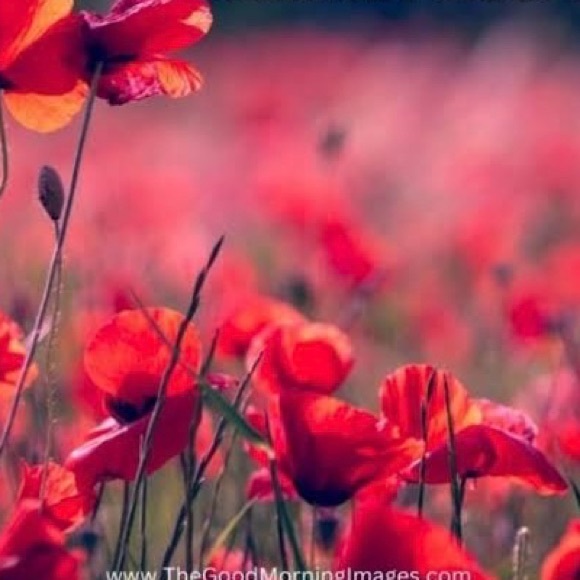 amberfaisal